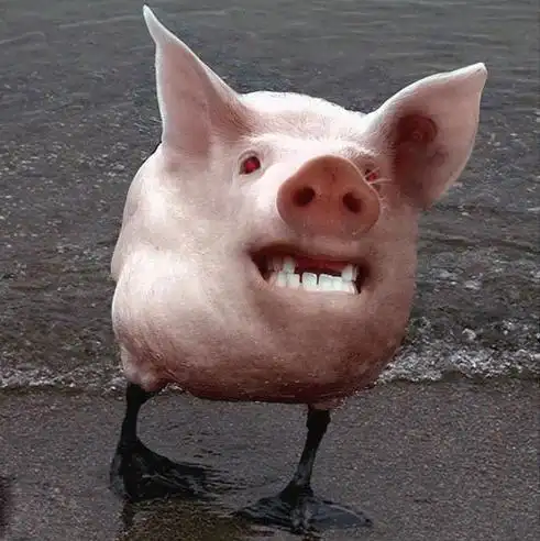 【晕倒】搞笑动物之恶搞动物图片,很经典,很给力.