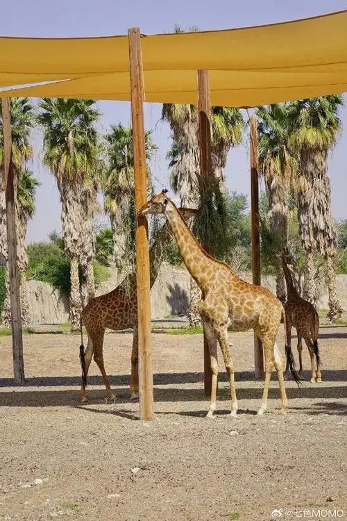 沙迦旅游必打卡,00沙迦野生动物园(sharjah safari park)    像极了
