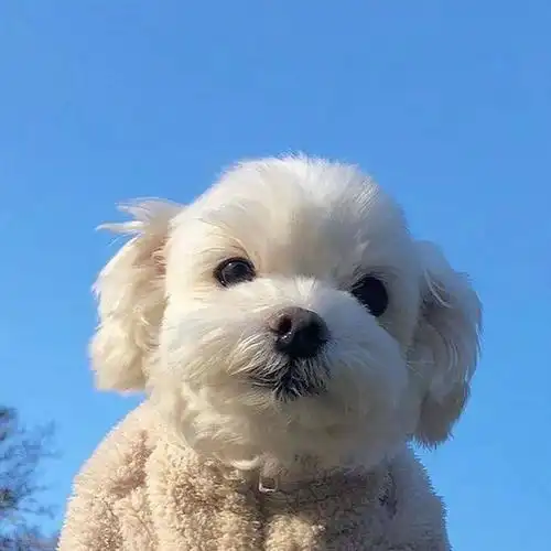 可爱萌货狗汪汪头像什么岁月静好你特么就是懒