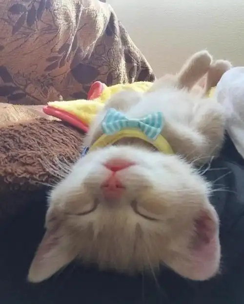 日本一只叫miru的曼基康猫,超高的卖萌力,俘获了一波迷弟迷妹