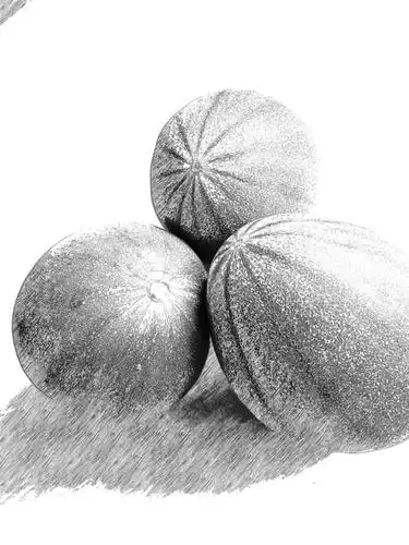 清晨去摘哈密瓜