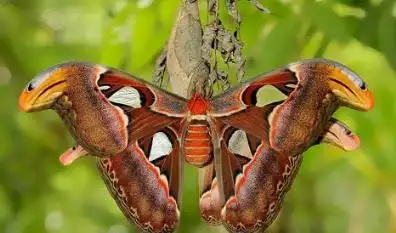 这只蝶的翅膀张开后,比一只水笔还要长.这只蝴蝶颜色鲜艳,左边翅膀