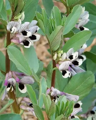 芝麻开花节节高 蚕豆开花黑良心