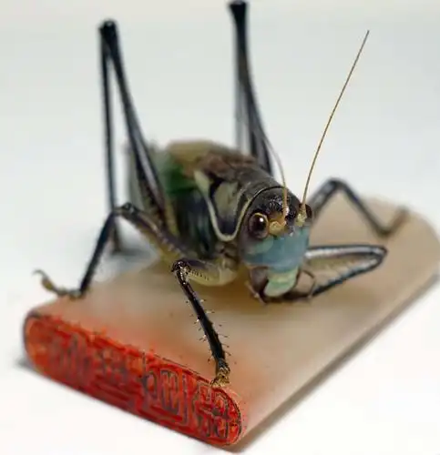 冬天里的乐趣———室内拍蝈蝈