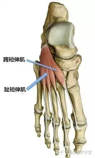 干货每天分享一块肌肉足背肌踇短伸肌趾短伸肌