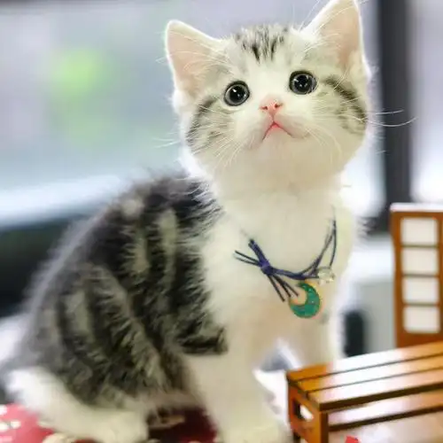 纯种美短猫虎斑美短加白起司美美国短毛猫折猫咪