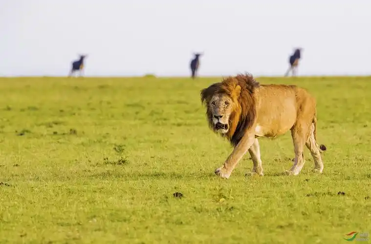 非洲草原——雄狮