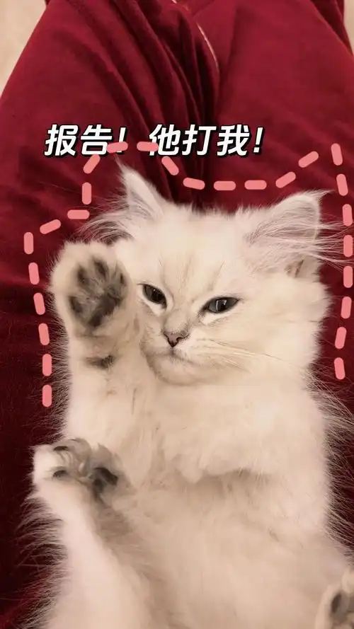 小猫咪手势表情包!谁家小猫咪这么可爱呀!#猫咪的迷惑行为 # - 抖音