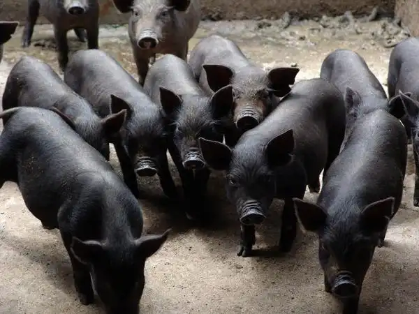 spainmargoiberico西班牙黑毛猪午餐肉–200g