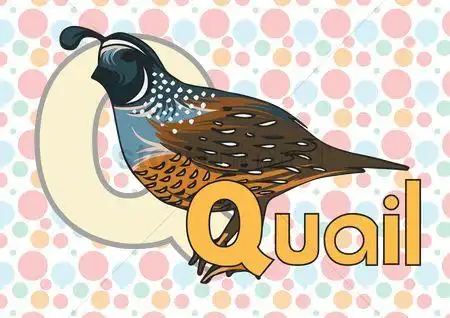 鹌鹑矢量图与图片素材 | 无限图
