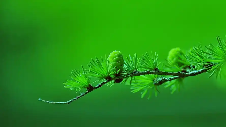 21m体积:尺寸:1920x1080安装元气桌面,海量壁纸一键设置下载高清原图