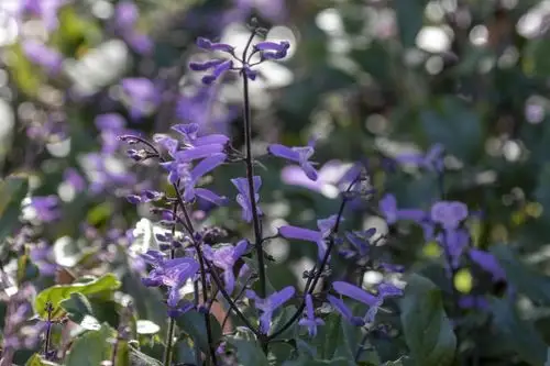 莫娜紫香茶菜vv首发