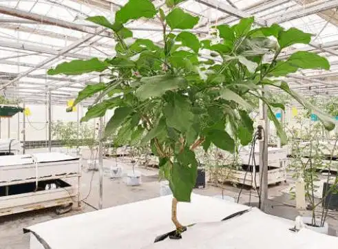 1株结果500个以上,长在水里的茄子树,你见过吗?_砧木_cm_接穗