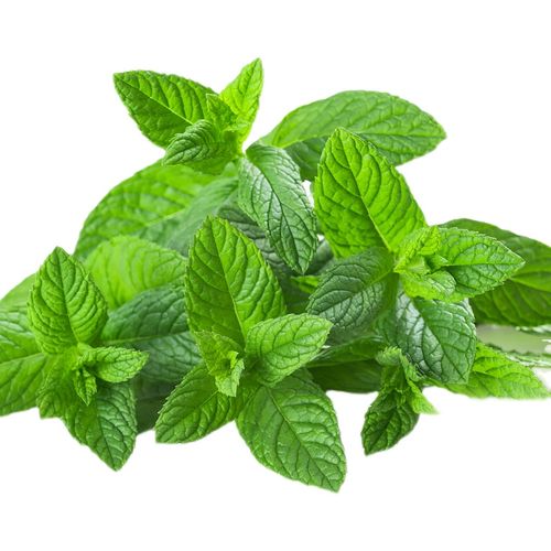 薄荷种孑可食用蚊虫猫薄荷种籽四季种植室内室外家庭园艺种子