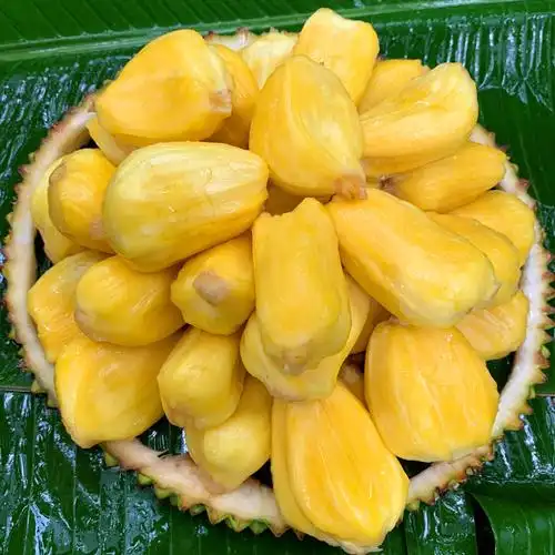 菠萝蜜一整个16-18斤新鲜水果包邮海南三亚黄肉干苞波罗蜜现摘发