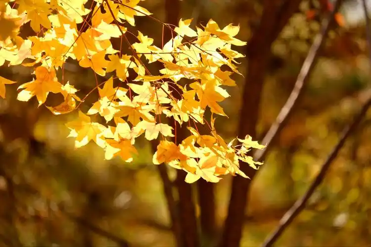 初秋到深秋,到抓住秋的尾巴,有秋的美景,也有落叶的伤感.