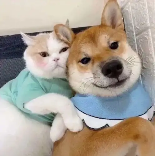 超级可爱的情侣头像