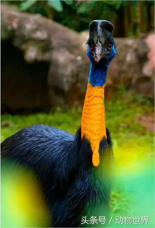 动物大全名字名称带图片(野生动物名称大全)