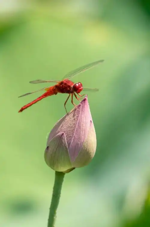 荷花上的红蜻蜓   ▽