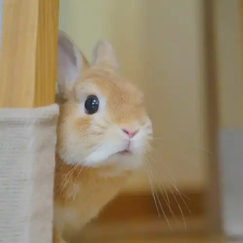 2021年最萌兔兔头像,动物头像图片-回车桌面