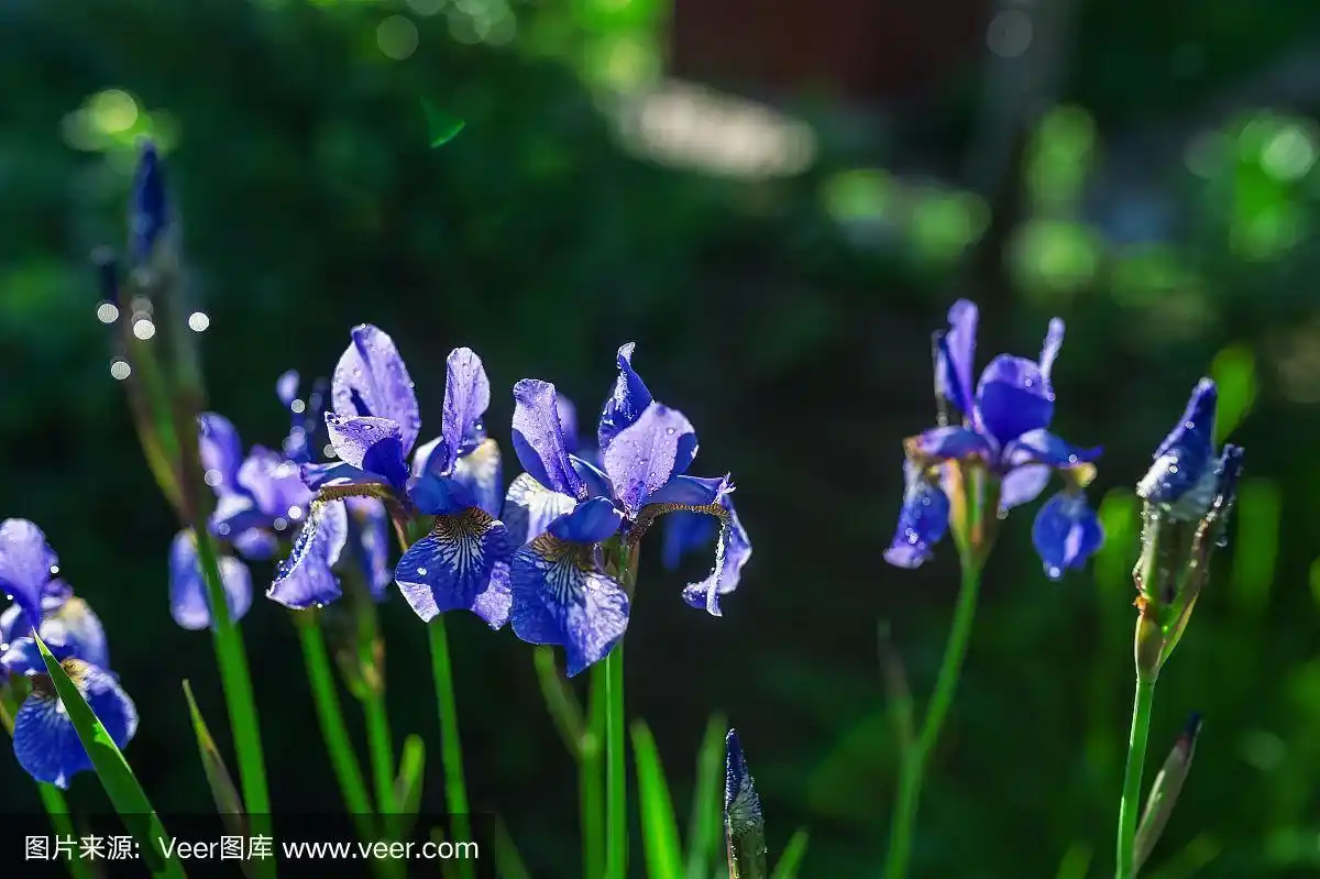 花园里盛开的深蓝色鸢尾花.