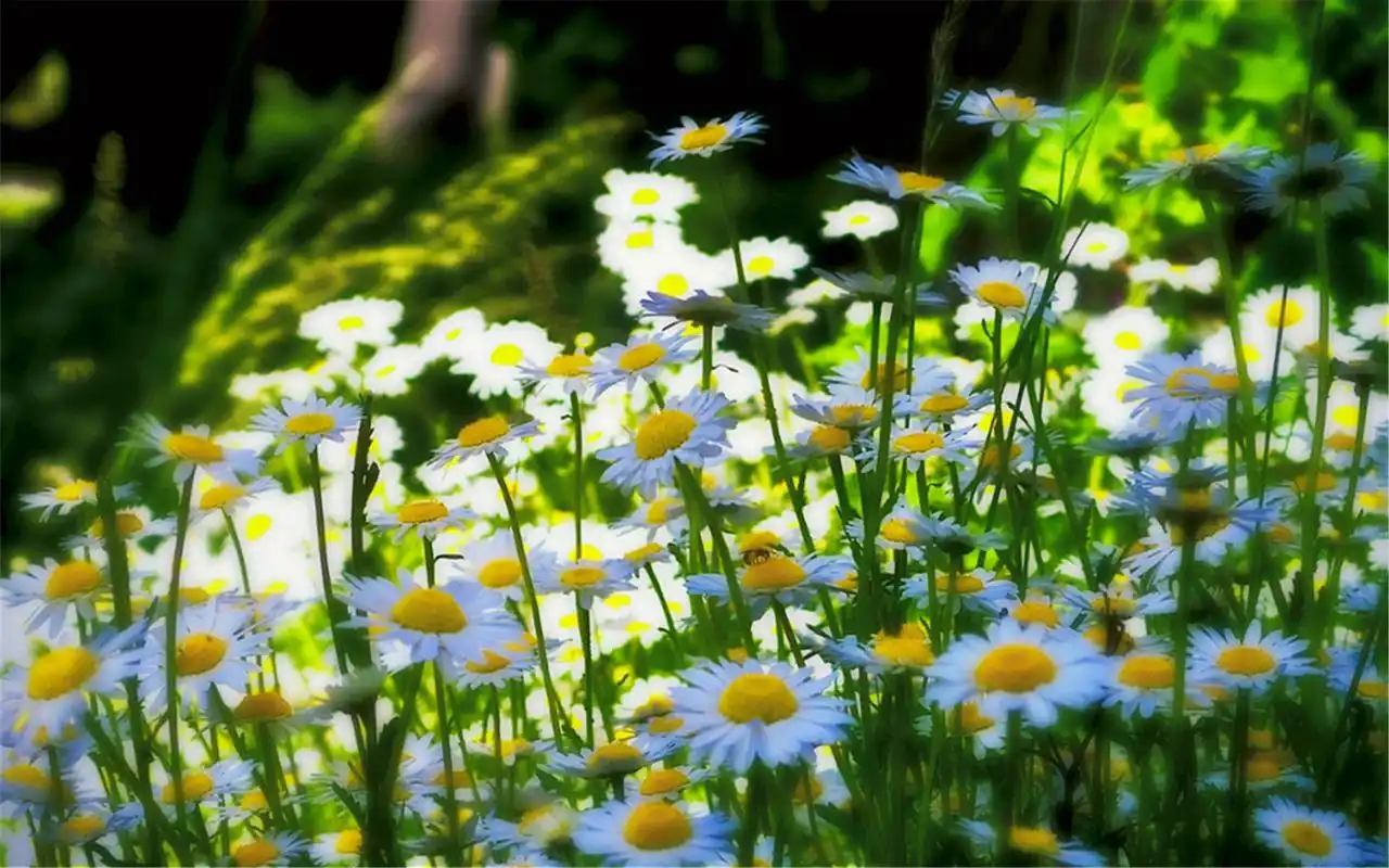 雏菊文艺小清新自然风景桌面壁纸