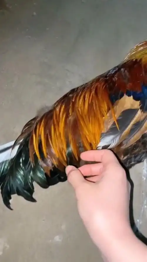 偷偷摸摸拔一根鸡毛,看起来是没什么事,谁知道事后竟遭到了鸡的报复