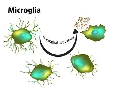 小胶质细胞的活化.矢量照片