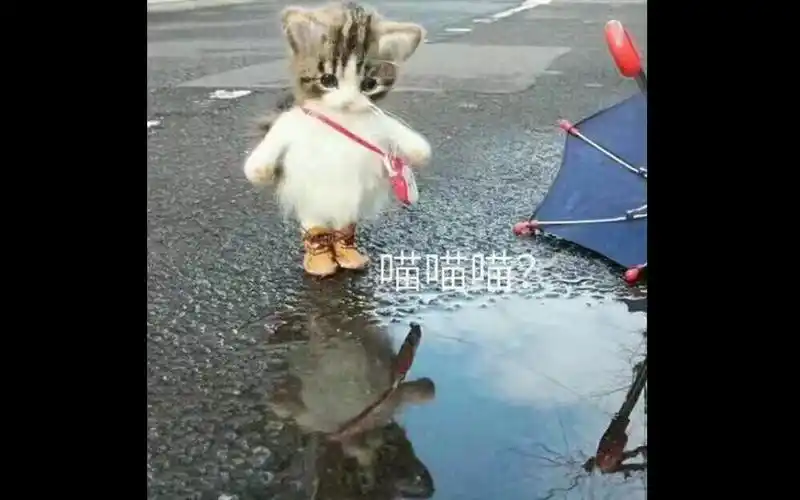 网络上流行的那些搞笑好玩的动物猫咪表情图