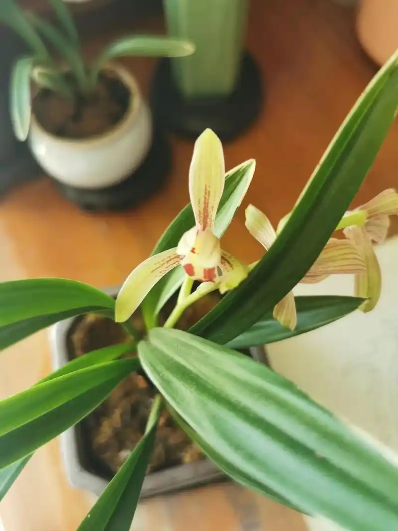 建兰#禅月达摩金边建兰#开花啦! - 抖音