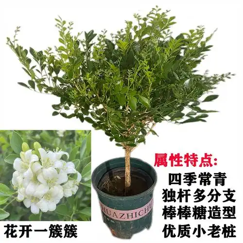 九里香花盆栽四季树苗开花浓香老桩七里香苗易养室内阳台庭院植物