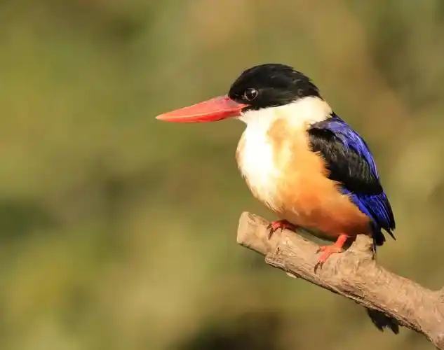 【摄影】蓝翡翠鸟 - 简书