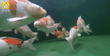 尤其最后一个……|夏威夷|锦鲤|石头_新浪新闻