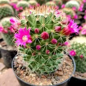 仙人球 红花锦王 开花超美 花苞超多 绯花杜威仙人球多肉植物包邮