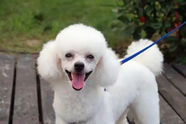 贵宾犬是很受欢迎的狗品种,养的人很多,如果想要饲养贵宾犬,可以先