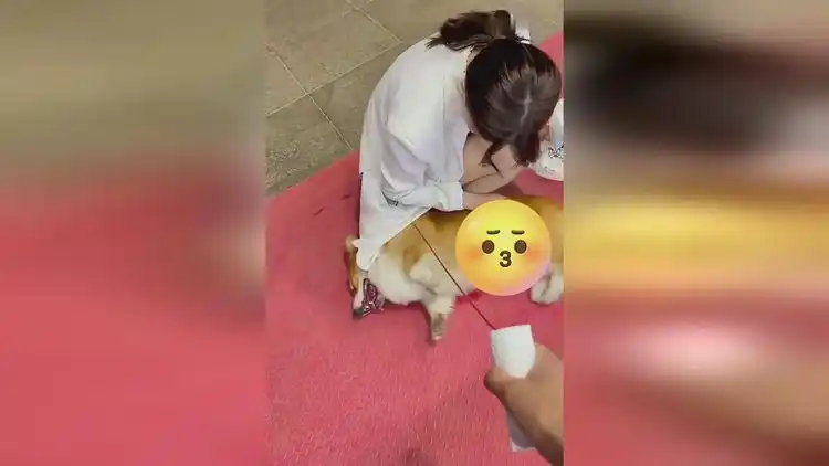 我竟然开始羡慕我家狗了?狗子:为了你能脱单我操碎了心!