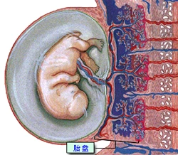 宝宝的脐带胎盘应该存下来吗?有什么意义?