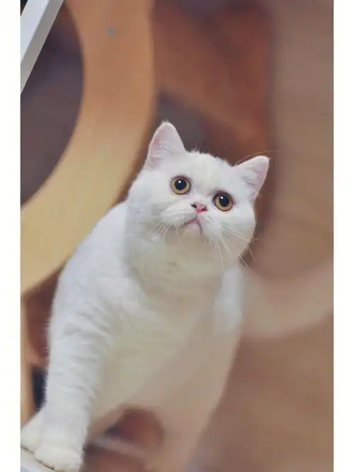 纯白色英国短毛