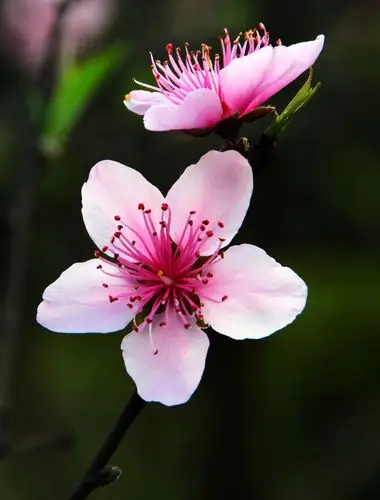 又是桃花盛开时