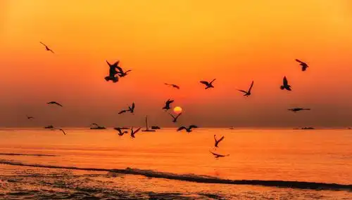 【2020美篇年度优秀摄影作品暨优秀摄影师评选】投稿之二 海鸥飞处