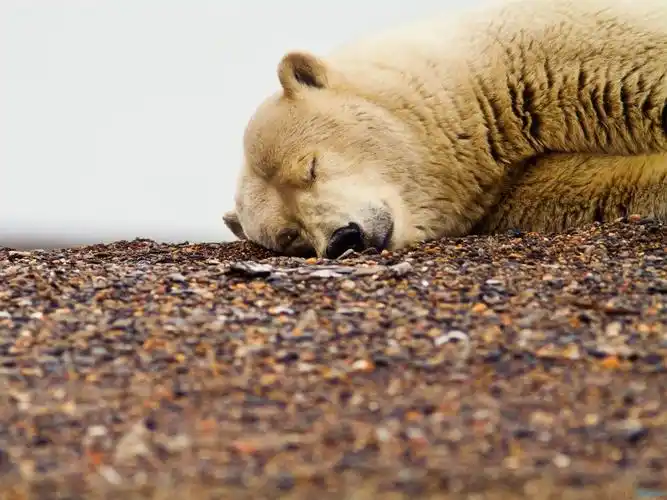 描述: 北极熊睡觉-动物摄影高清壁纸 当前壁纸尺寸: 1920 x 1440