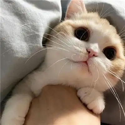 2022最新最可爱的猫咪萌宠头像 不易撞头像的治愈系小众猫咪头像_动物