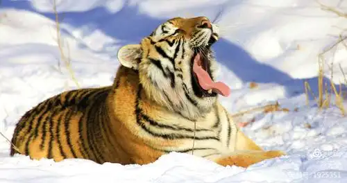 长白山虎园采风