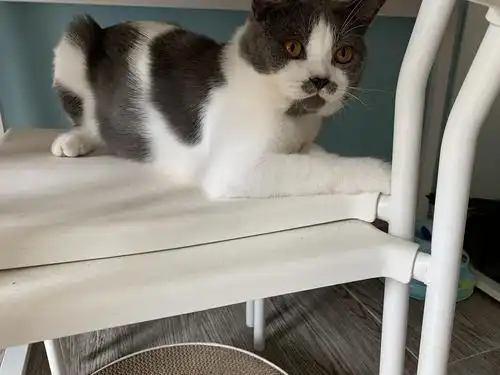 卖深圳英短蓝白成年公猫16个月