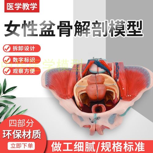 女性骨盆附生殖器与血管神经模型 生殖泌尿系统盆腔结构计划生育