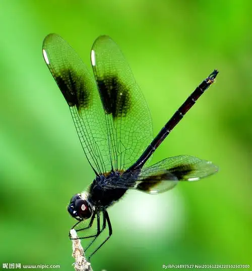 蜻蜓图片