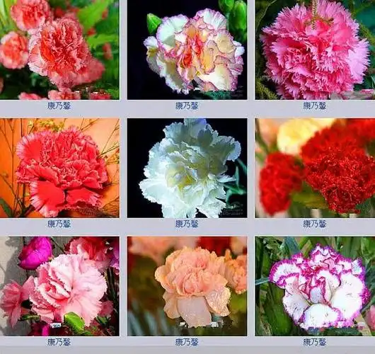 多姿多彩==百花名称