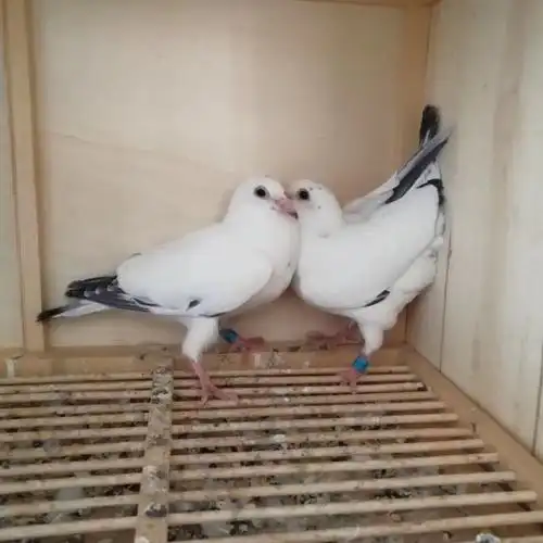【京选】鸽子活一对信鸽赛鸽种鸽原配幼鸽纯白成年鸽鸽子苗小鸽天落