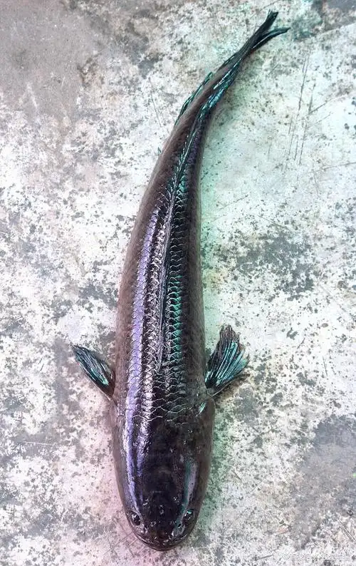 黑鱼有哪些做法?