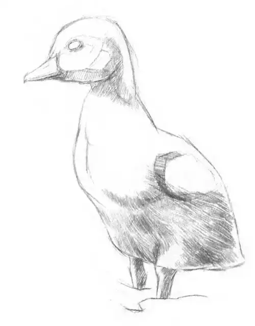 简笔画素描小动物